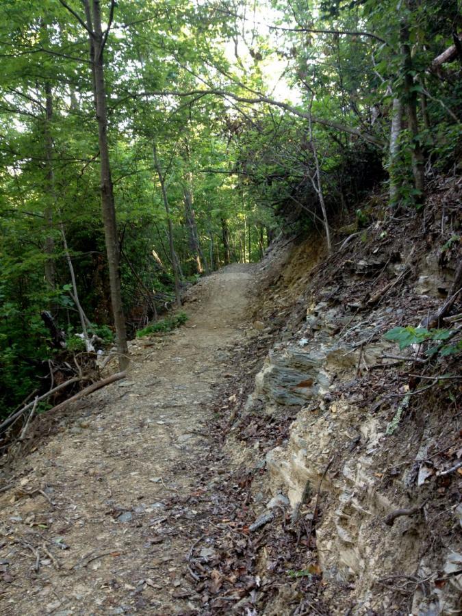 A narrow dirt trail winding through a lush green forest, flanked by trees and rocky embankments. Sunlight filters through the foliage, creating dappled light on the path. Raccoon Mountain Trail Network mountain bike trail.