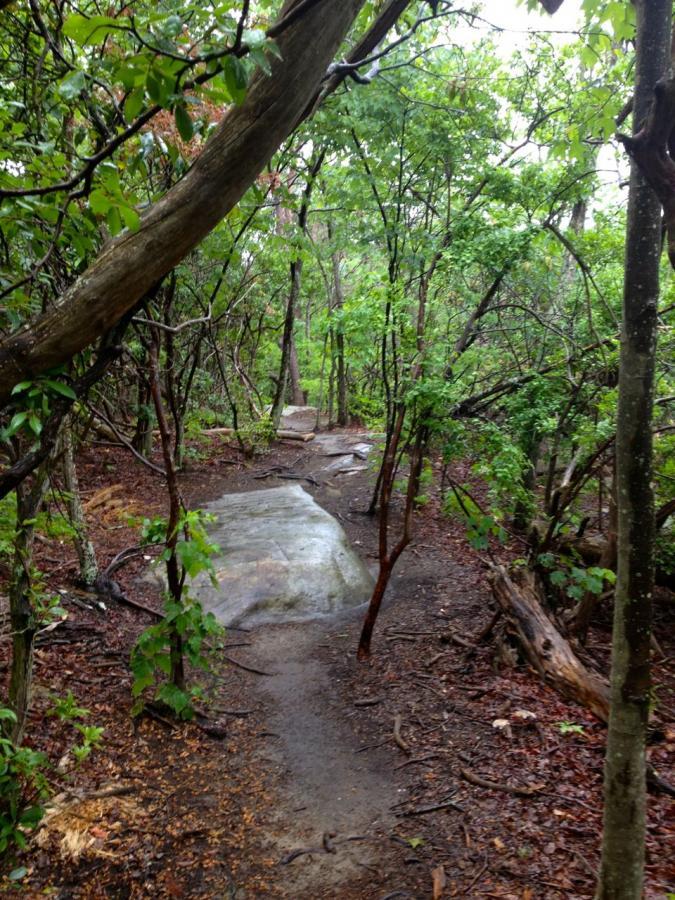A winding dirt path through a lush, green forest, lined with trees and underbrush. The ground is slightly wet, indicating recent rain, and there are smooth stones along the trail. The scene conveys a serene and natural environment. Raccoon Mountain Trail Network mountain bike trail.