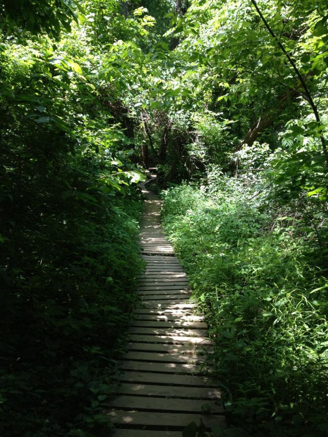 A narrow wooden path winds through a lush green forest, surrounded by dense foliage and sunlight filtering through the leaves. Buttermilk mountain bike trail.