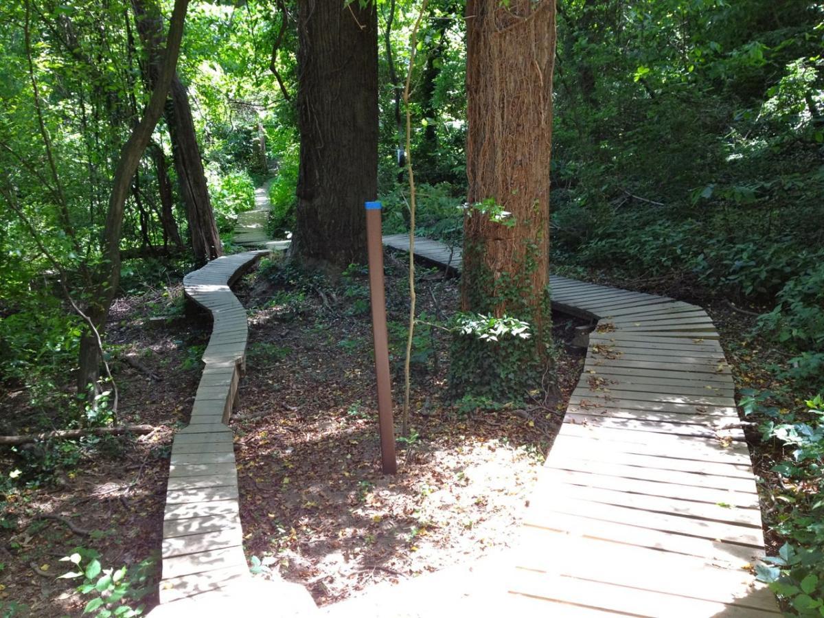 A winding wooden boardwalk path through a lush green forest, surrounded by tall trees and dense foliage. Sunlight filters through the leaves, casting dappled shadows on the path, inviting visitors to explore the natural setting. Buttermilk mountain bike trail.