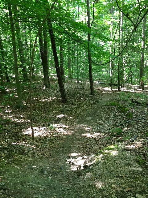 A serene wooded path winding through a lush green forest, with sunlight filtering through the leaves and casting dappled shadows on the ground covered in leaves and soil. Poor Farms mountain bike trail.