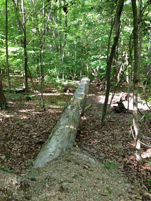 A fallen log resting on the forest floor, surrounded by lush green foliage and trees, with sunlight filtering through the leaves. The area is covered in a mix of dirt and fallen leaves, creating a natural woodland scene. Poor Farms mountain bike trail.