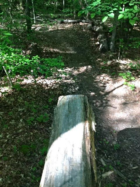 A sunlit forest scene featuring a wooden log in the foreground, with a dirt path winding through the greenery and fallen leaves. The surrounding trees are lush, displaying a mix of green foliage and dappled sunlight filtering through the leaves. Poor Farms mountain bike trail.