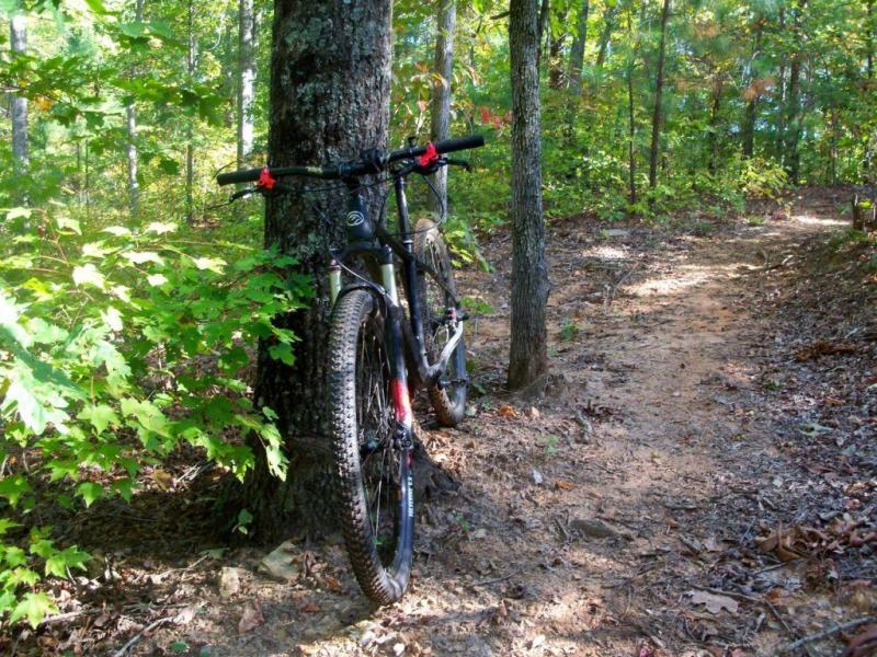 Ibex Maroc 29: A mountain bike leaning against a tree along a dirt path in a lush, green forest. Sunlight filters through the trees, illuminating the surrounding foliage.