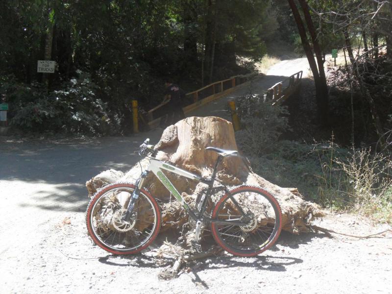 Kona Bear: A mountain bike rests against a large tree stump at a forested intersection, with a wooden bridge in the background leading to a dirt path. Sunlight filters through the trees, creating a dappled effect on the ground. A sign for "No Through Trucks" is partially visible.