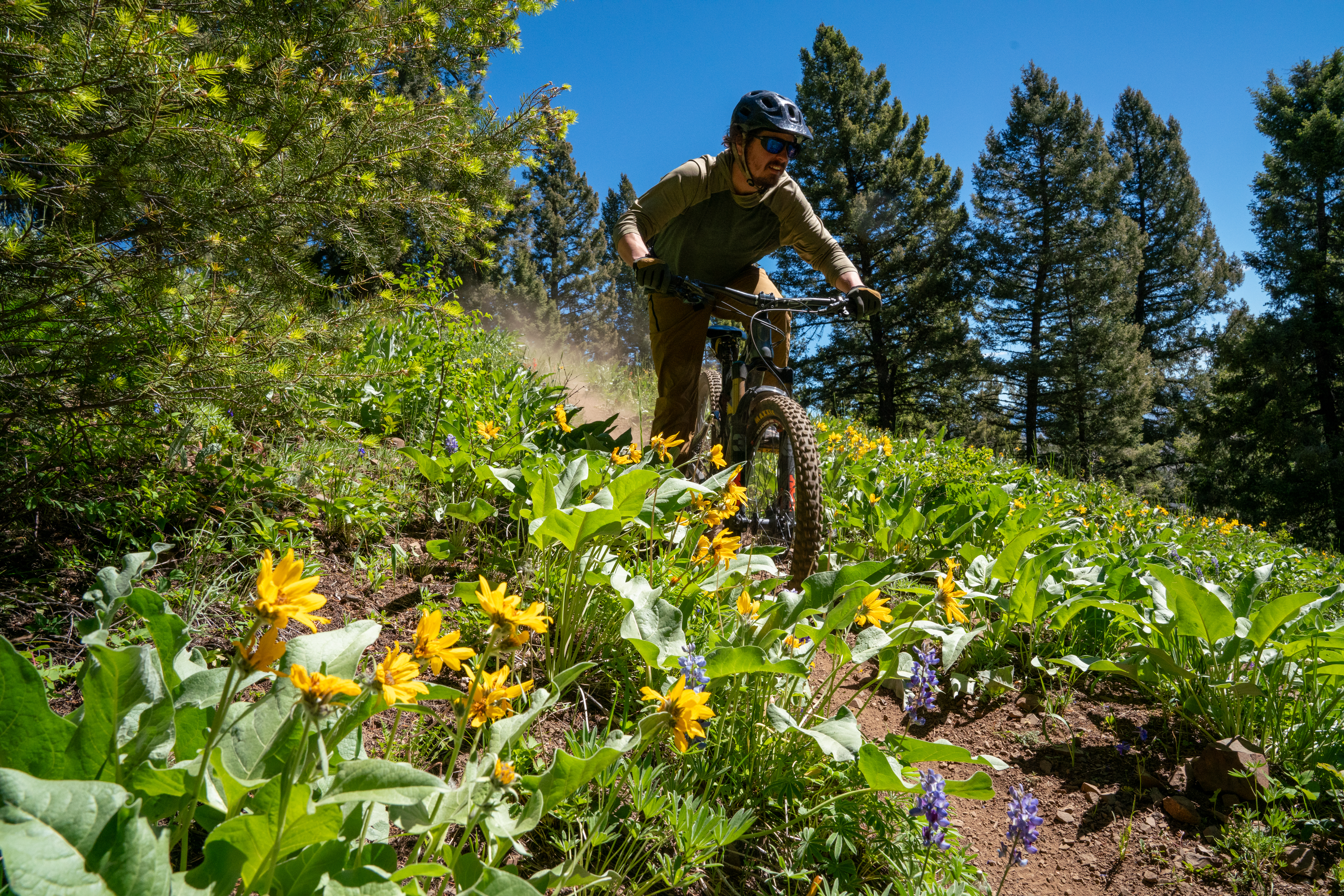 A mountain biker navigates a vibrant, flower-filled trail, surrounded by green foliage and tall trees under a clear blue sky. The rider, wearing a helmet and sunglasses, kicks up dust as he pedals along the scenic path, showcasing a blend of nature and outdoor adventure. Powderhouse Gulch mountain bike trail.