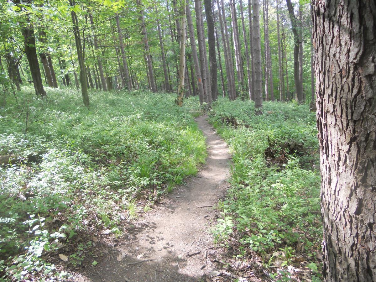 A quiet forest path winding through lush greenery, surrounded by tall trees. Sunlight filters through the leaves, casting a gentle light on the dirt trail, inviting exploration in a serene natural setting. North Park mountain bike trail.