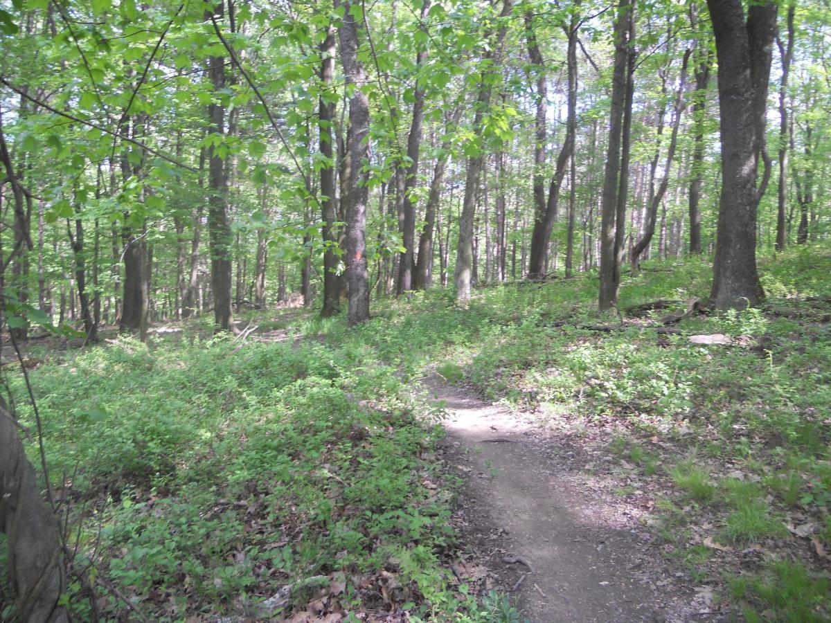 A winding dirt path through a lush green forest, surrounded by tall trees and underbrush. Sunlight filters through the leaves, creating a serene and natural atmosphere. North Park mountain bike trail.