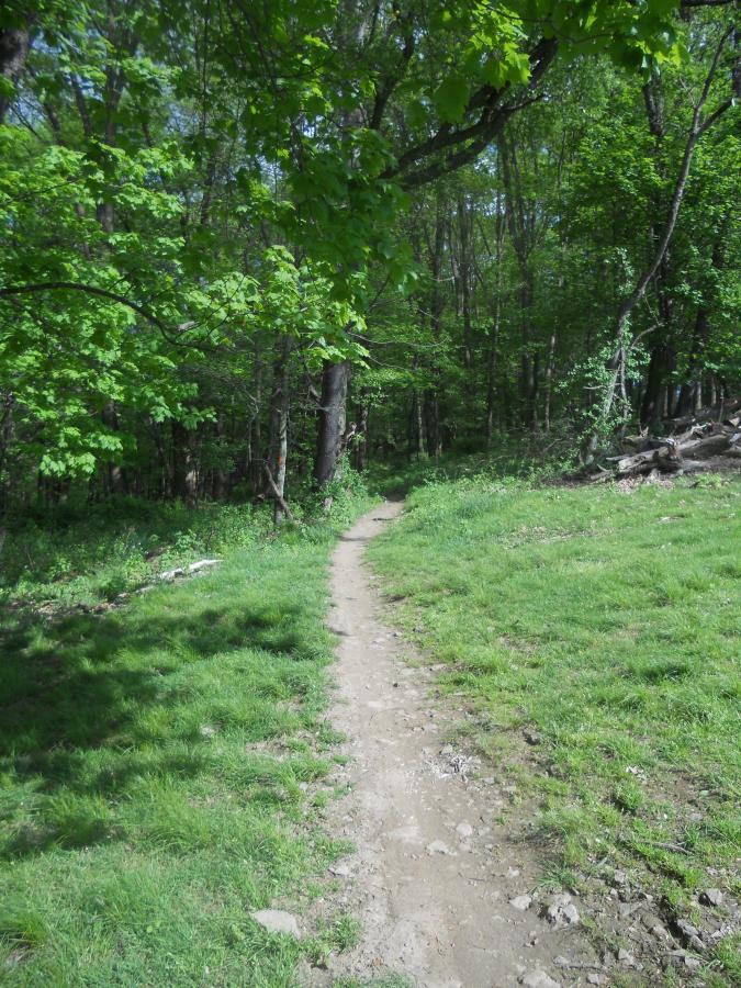 A winding dirt path leads through a lush green forest, surrounded by trees and vibrant foliage. The scene captures a serene and inviting outdoor atmosphere, ideal for a peaceful walk or hike. Soft sunlight filters through the leaves, highlighting the natural beauty of the landscape. North Park mountain bike trail.