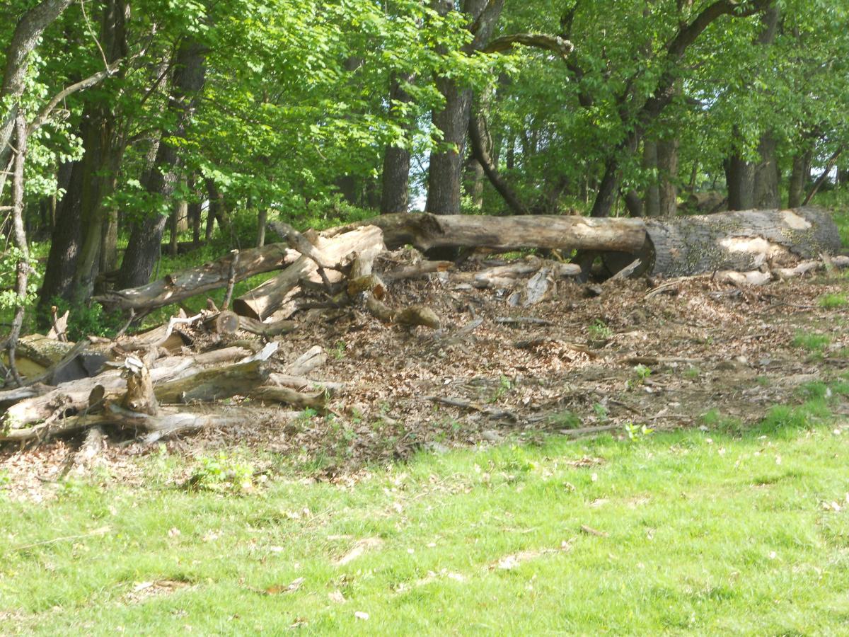 A peaceful forest scene featuring a fallen tree trunk surrounded by scattered branches and leaves, with green grass in the foreground and lush trees in the background. North Park mountain bike trail.