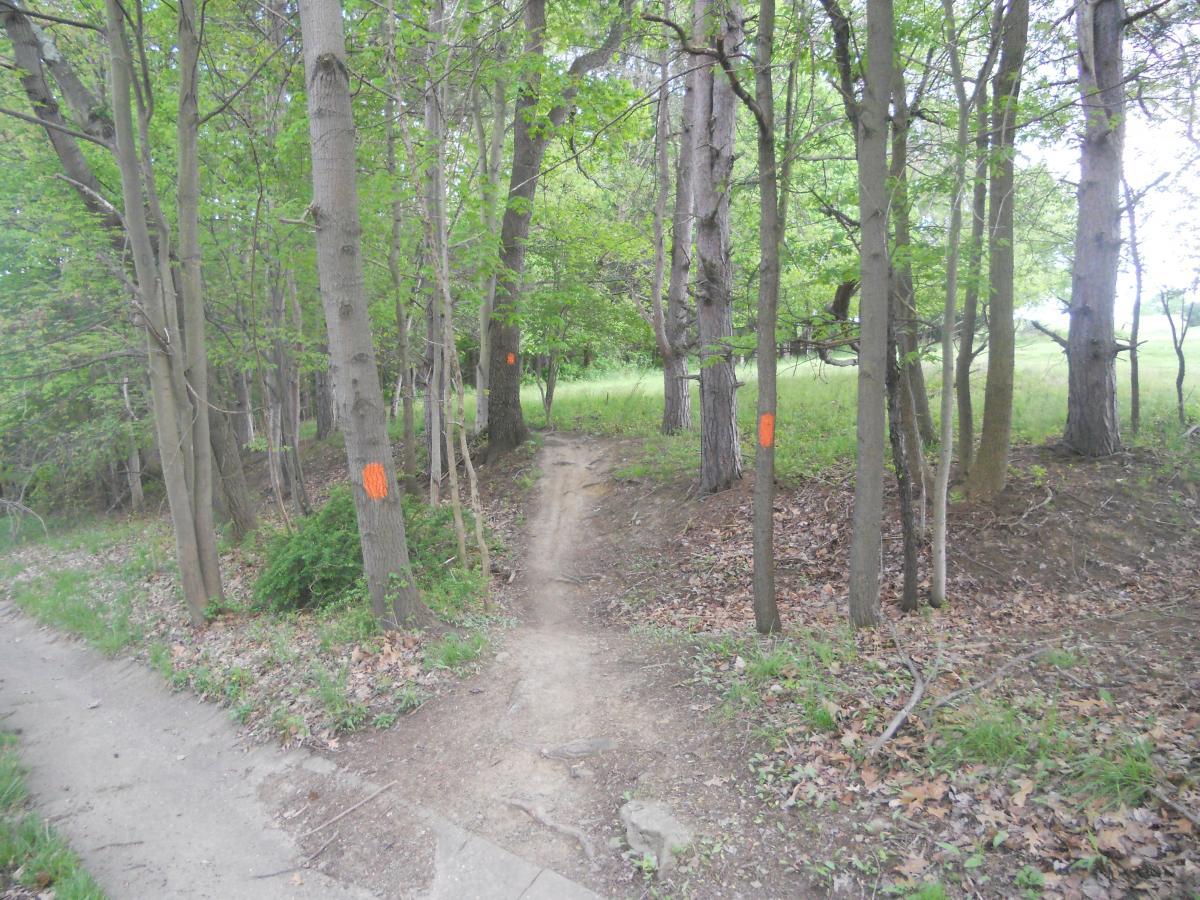 A narrow dirt path diverging into two trails through a forest, flanked by trees with green foliage. Several trees have orange markings, indicating trail routes or boundaries. Leaf-covered ground with some brush and grass is visible. North Park mountain bike trail.