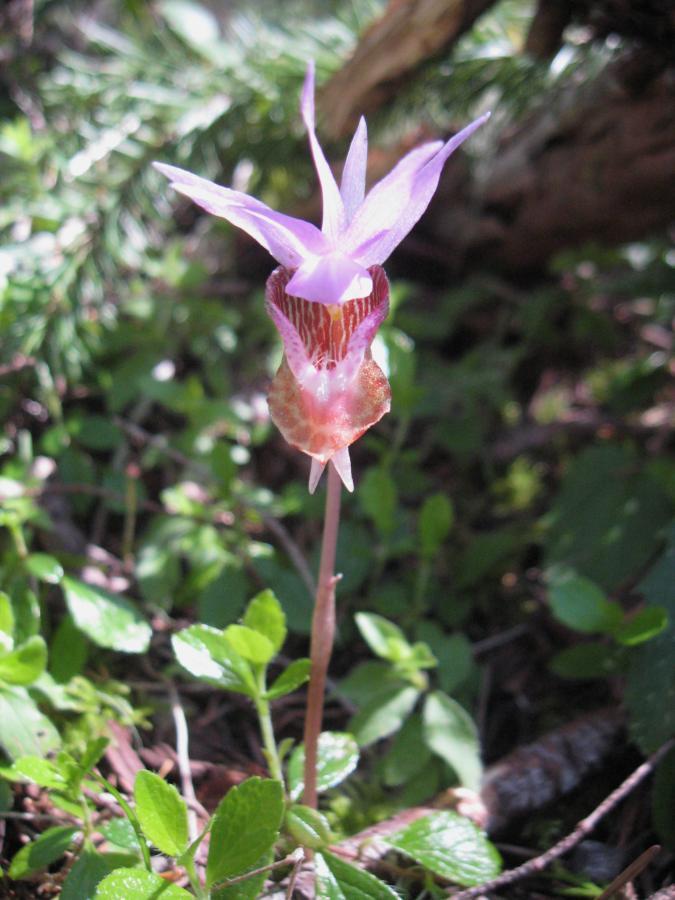 A close-up of a unique orchid flower with delicate purple petals and intricate markings, standing tall among green foliage in a forested area. The sunlight reflects off the petals, highlighting their translucent quality. Larison Rock mountain bike trail.