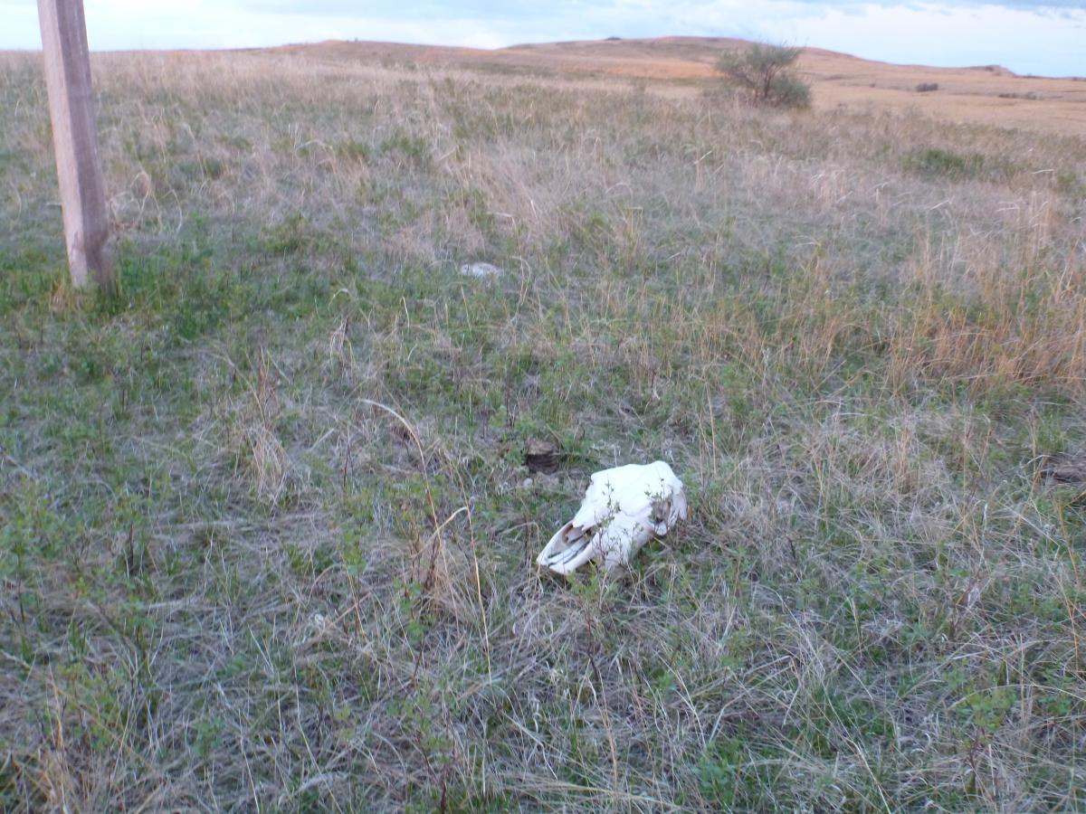 A white animal skull lying on the ground in a grassy landscape, with sparse vegetation and a wooden utility pole in the background. The scene is set under a cloudy sky, showcasing an open field with rolling hills in the distance. Maah Daah Hey mountain bike trail.