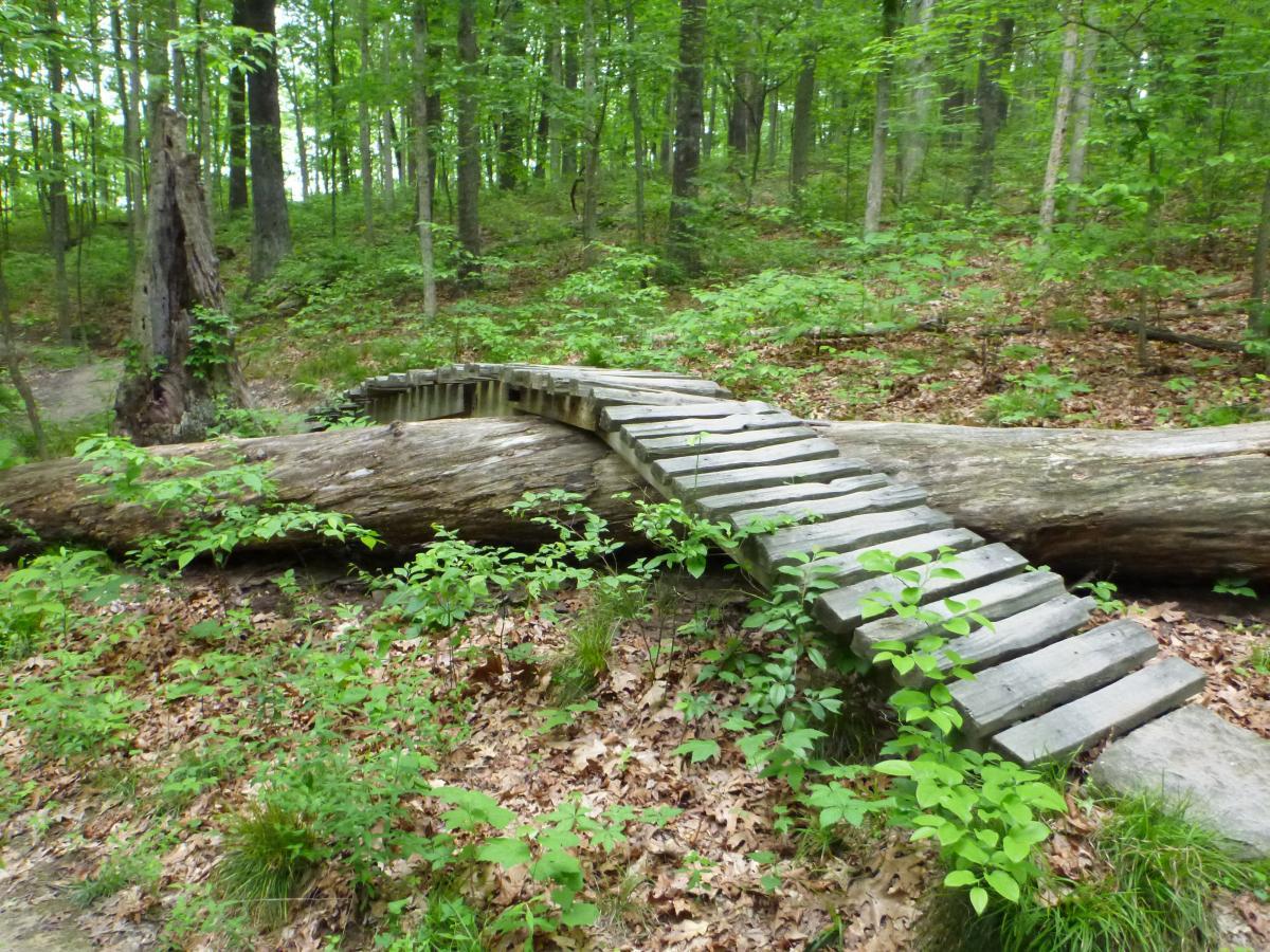 A wooden footbridge made from logs spans a fallen tree in a lush forest. Surrounding the bridge are green foliage, young plants, and leaves, creating a serene natural setting. Brown County Park mountain bike trail.