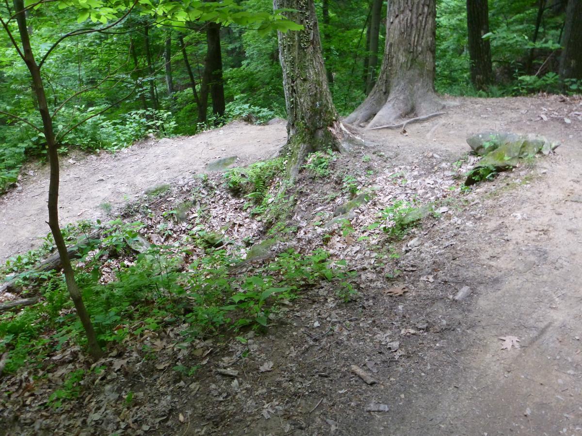 A wooded trail splits around a large tree root, surrounded by lush green foliage and scattered leaves on the ground. The path is dirt and rocky, leading into a dense forest area. Brown County Park mountain bike trail.