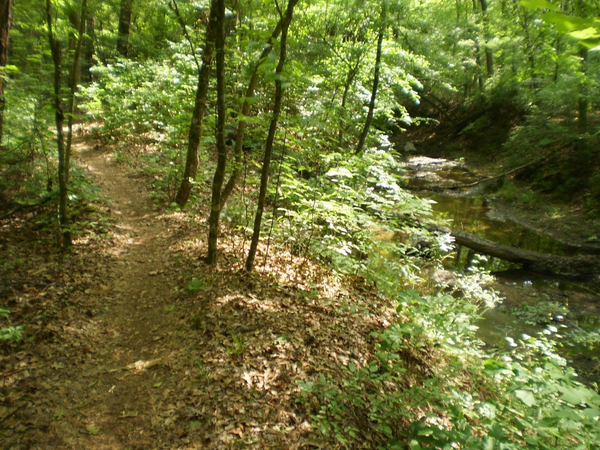 A narrow dirt path winding through a lush green forest, surrounded by trees and underbrush. A small creek runs alongside the trail, with a fallen log crossing over the water. Sunlight filters through the leaves, creating a serene and peaceful atmosphere. Dauset Trails Nature Center mountain bike trail.