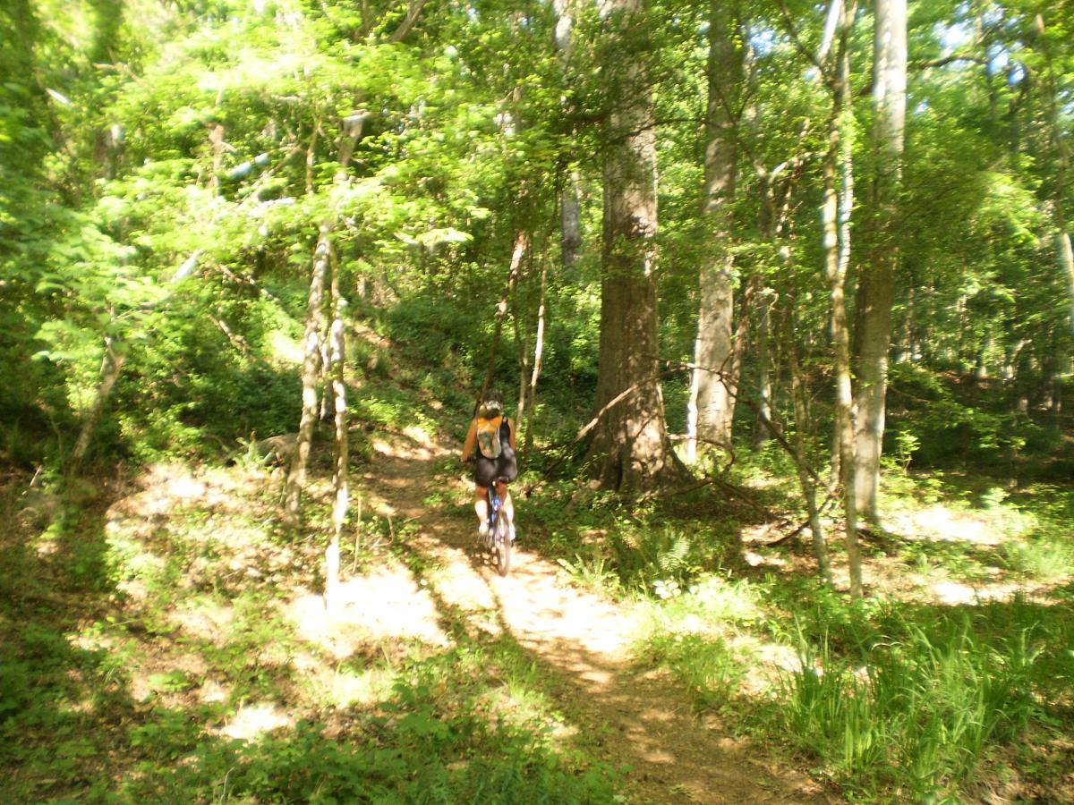 A person riding a mountain bike along a narrow dirt trail surrounded by lush green foliage and tall trees in a sunlit forest. Dauset Trails Nature Center mountain bike trail.