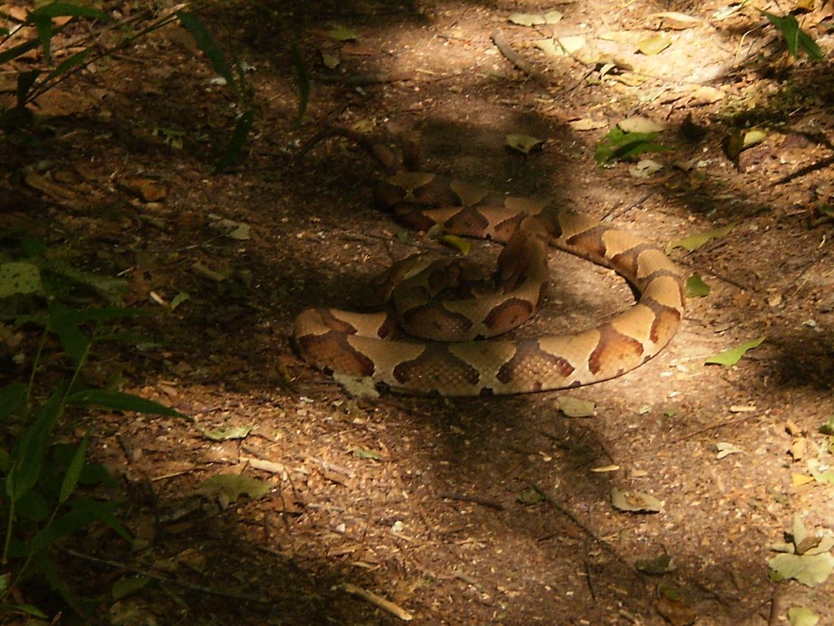 A brown and tan snake coiled on a forest floor covered with leaves and dirt, partially illuminated by sunlight filtering through the trees. Dauset Trails Nature Center mountain bike trail.
