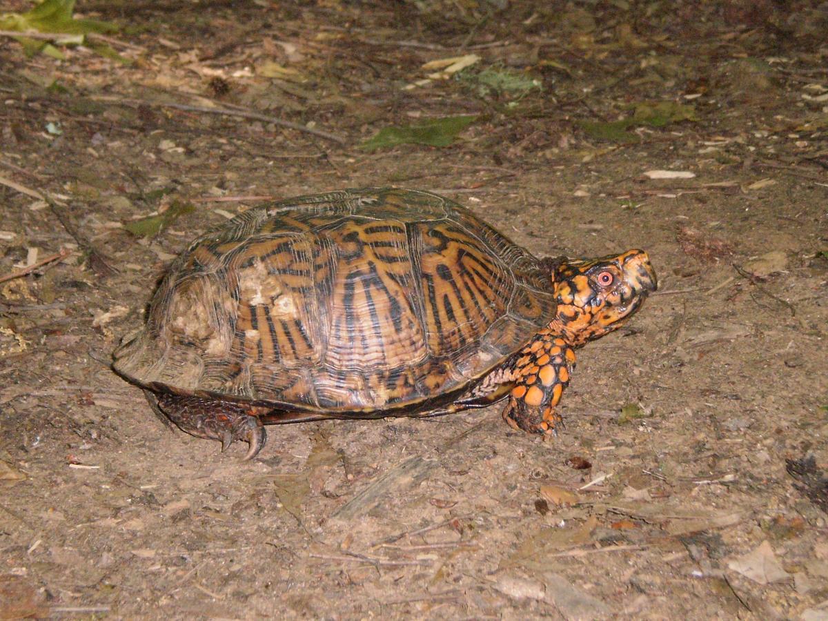 A eastern box turtle with a patterned shell and vivid orange and black markings, walking on a forest floor covered in leaves and dirt. Dauset Trails Nature Center mountain bike trail.