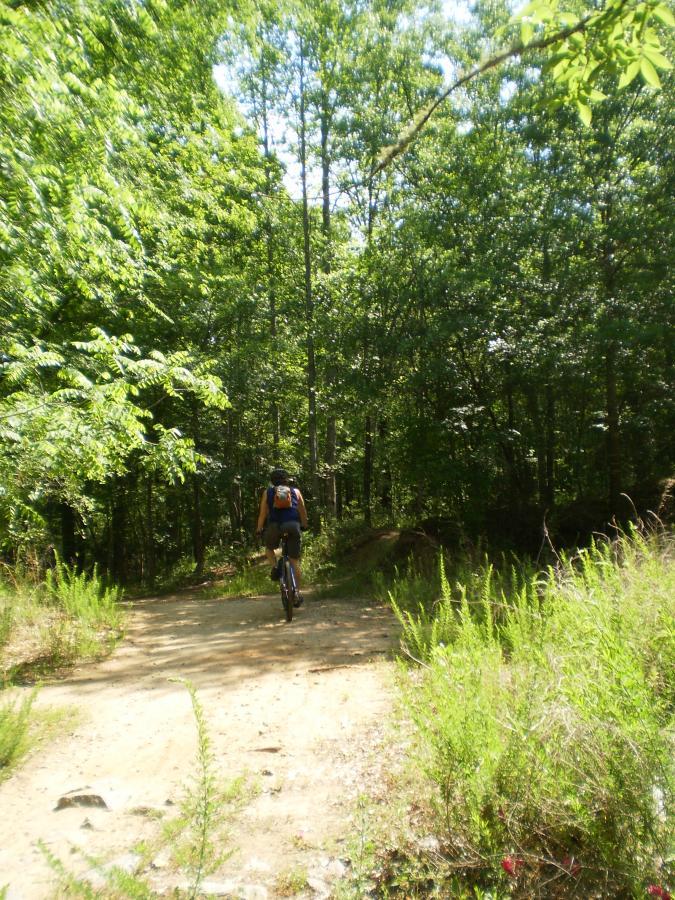 A person riding a mountain bike on a dirt trail surrounded by lush greenery and tall trees, with sunlight filtering through the leaves. Indian Shoals mountain bike trail.
