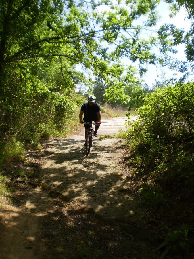 A cyclist riding a mountain bike along a sandy trail surrounded by lush greenery and trees under a bright, sunny sky. Harbins Park mountain bike trail.