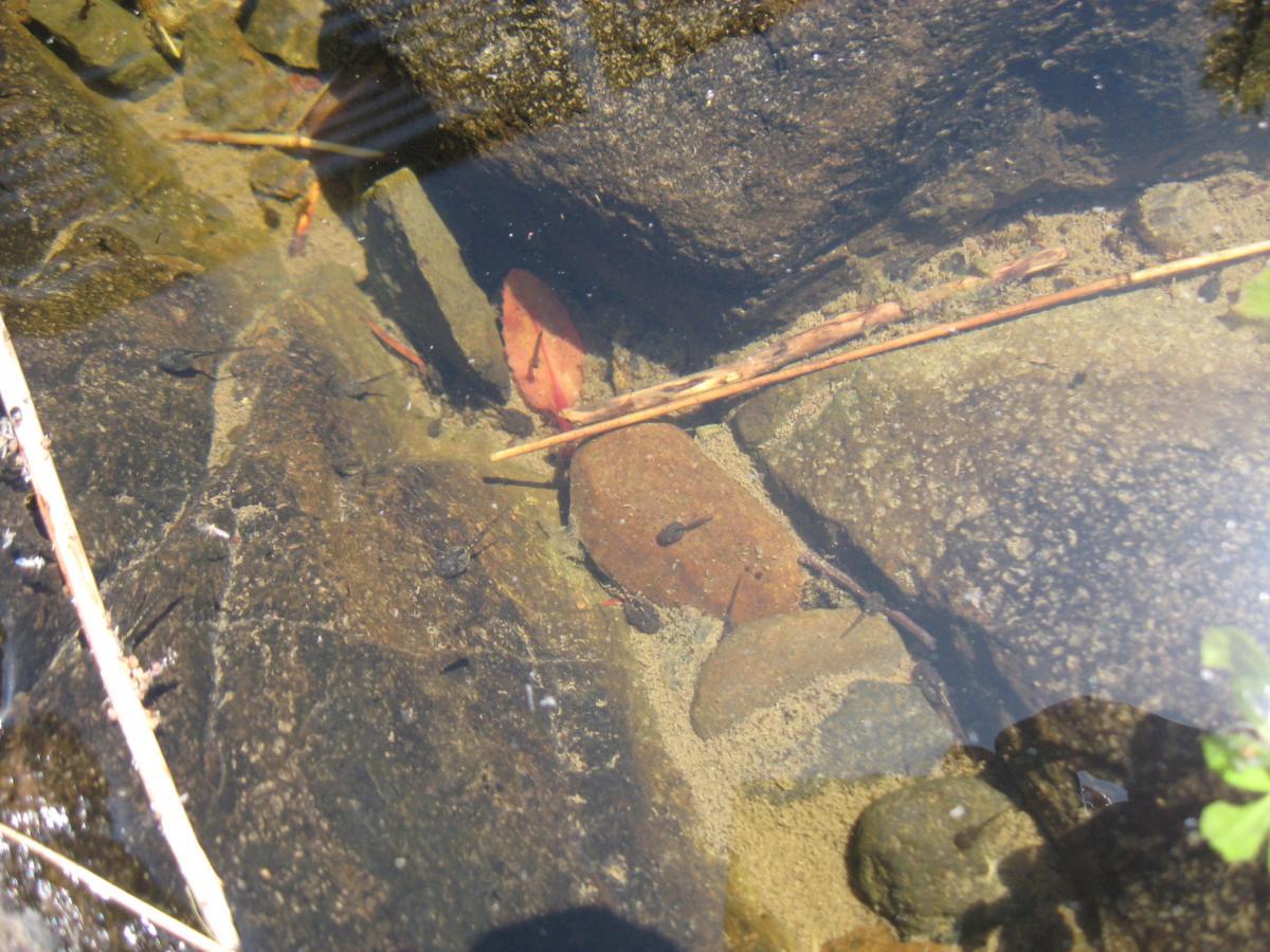 A clear stream with visible rocks and sandy bottom, featuring scattered leaves and small tadpoles swimming among the stones. Sunlight creates reflections on the water surface. Larison Rock mountain bike trail.