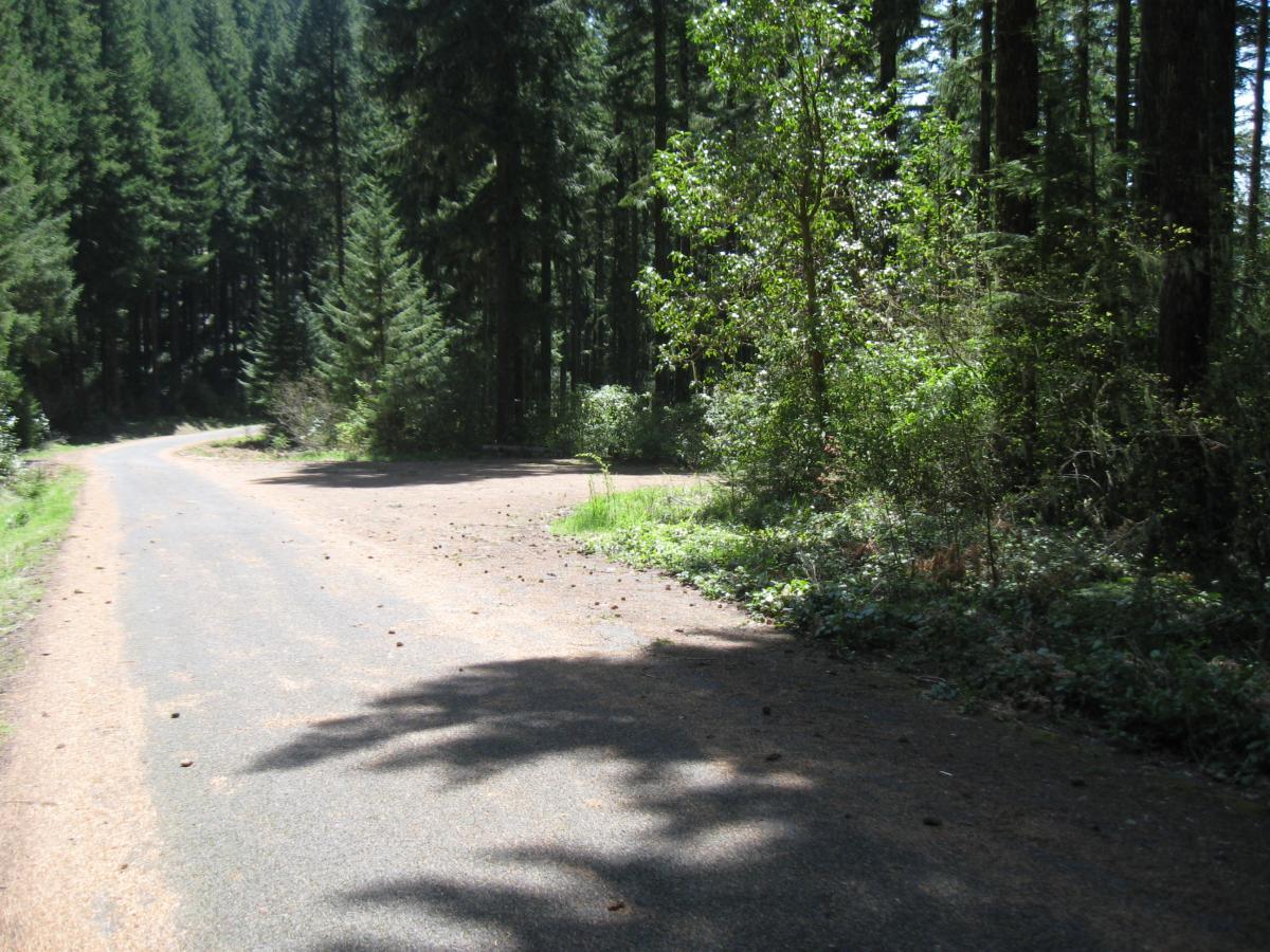 A winding road surrounded by dense evergreen trees, with sunlight filtering through the leaves. The road curves to the left, while a dirt path leads off to the right, surrounded by lush greenery and scattered pine needles on the ground. Larison Rock mountain bike trail.