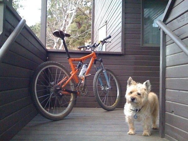 Santa Cruz Blur: A small furry dog stands on a wooden porch beside an orange mountain bike. The porch is surrounded by wooden walls and has a staircase leading down. In the background, trees are visible, indicating an outdoor setting.