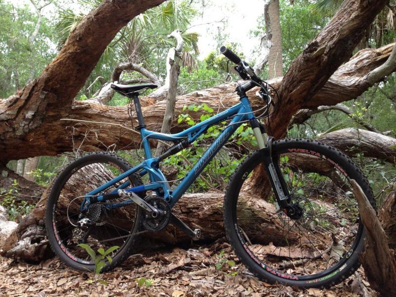 Santa Cruz Superlight: A blue mountain bike leaned against a large fallen tree in a forested area. Green foliage surrounds the bike, and the scene is dappled with natural light filtering through the trees.