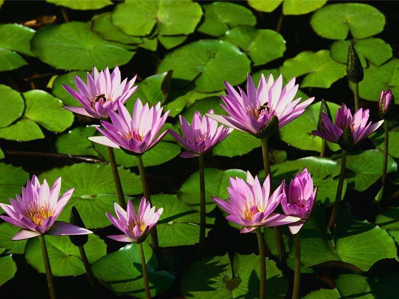 Specialized Stumpjumper: A cluster of pink water lilies blooming atop a tranquil pond, surrounded by green lily pads. The flowers vary in stages of bloom, some fully open and others still closed, creating a serene natural scene.
