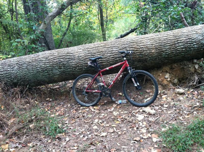 Trek 3700: A red mountain bike leaning against a large fallen tree in a wooded area, surrounded by green foliage and scattered leaves on the ground.