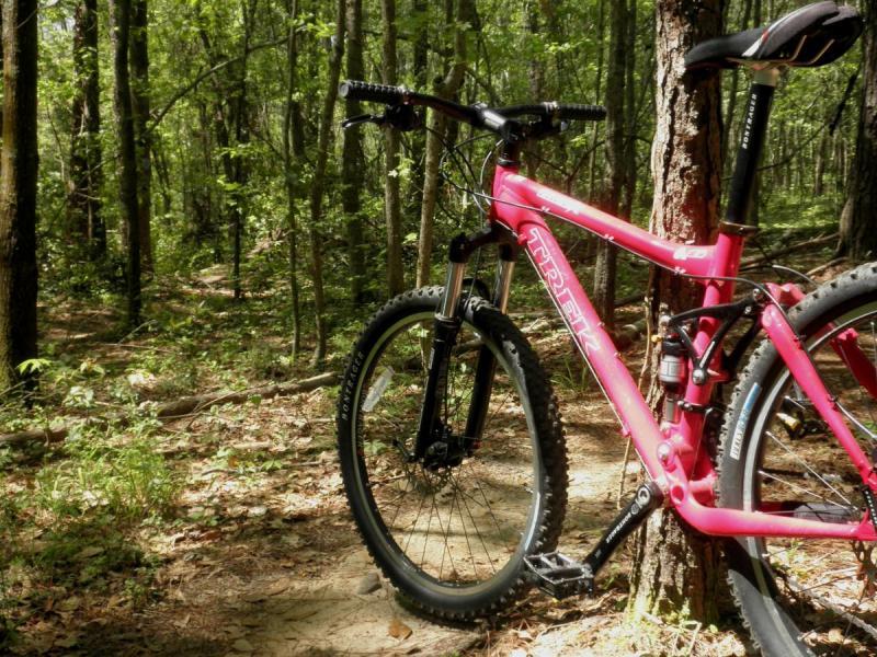 Trek Fuel EX 6: A bright pink mountain bike leaning against a tree on a winding dirt trail, surrounded by lush green foliage in a forest setting.