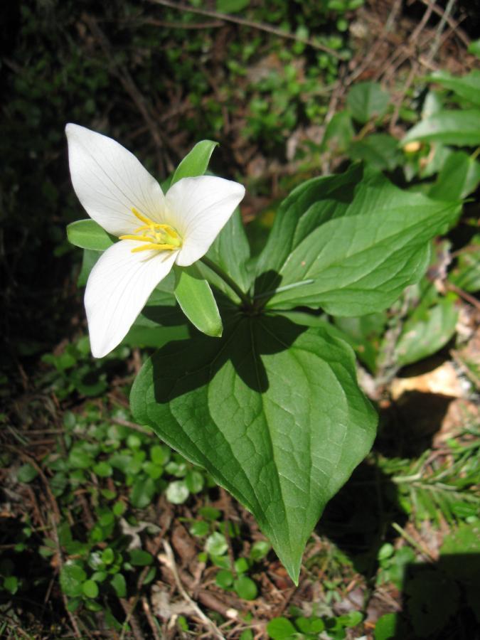 A close-up of a single white trillium flower, featuring three large, white petals with a yellow center, surrounded by broad green leaves. The flower is set against a backdrop of green foliage and forest floor, illuminated by natural sunlight. Larison Rock mountain bike trail.