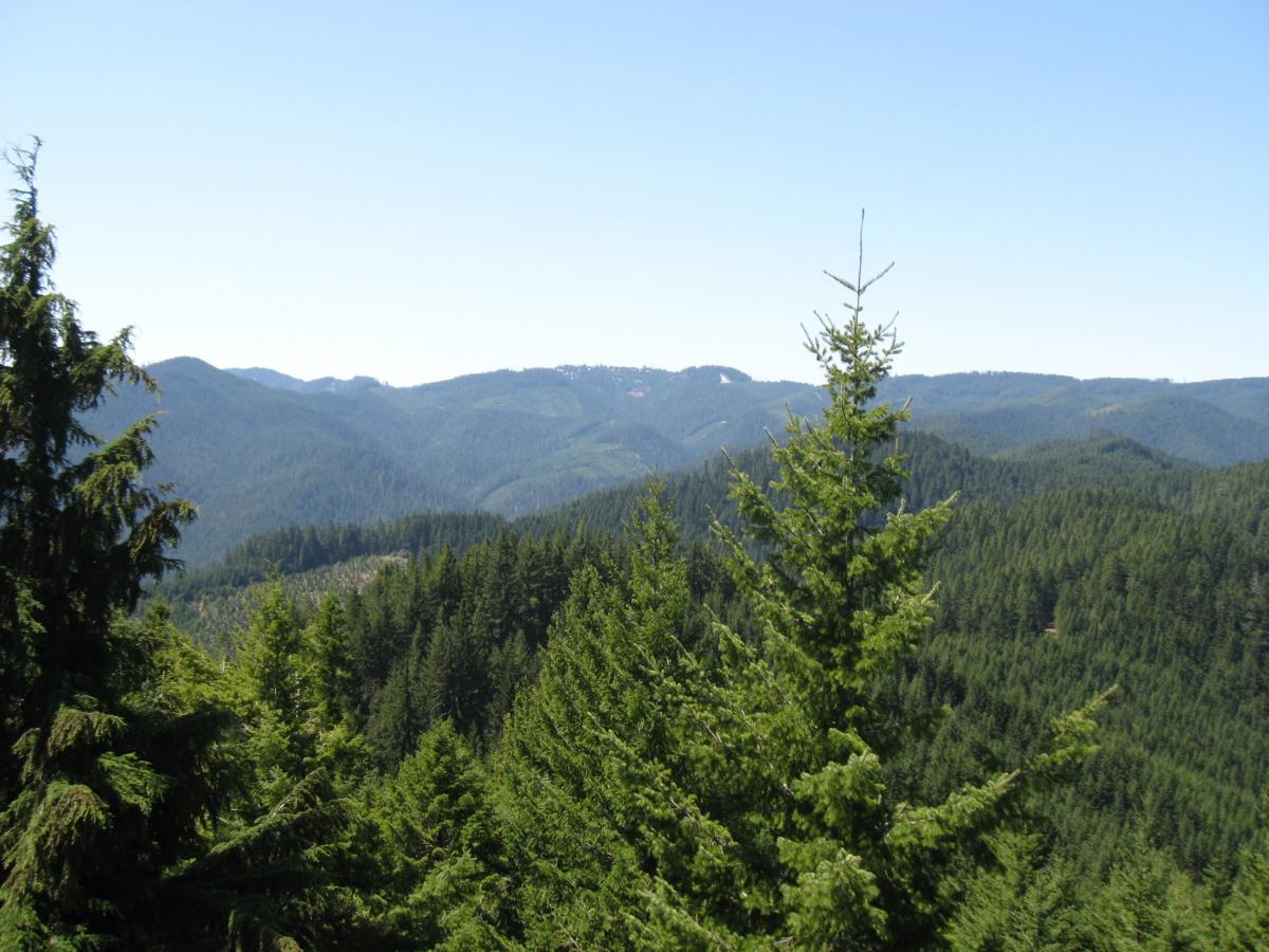 Landscape view of a lush green forest with rolling mountains in the background under a clear blue sky. The foreground features dense evergreen trees, showcasing a vibrant natural setting. Larison Rock mountain bike trail.
