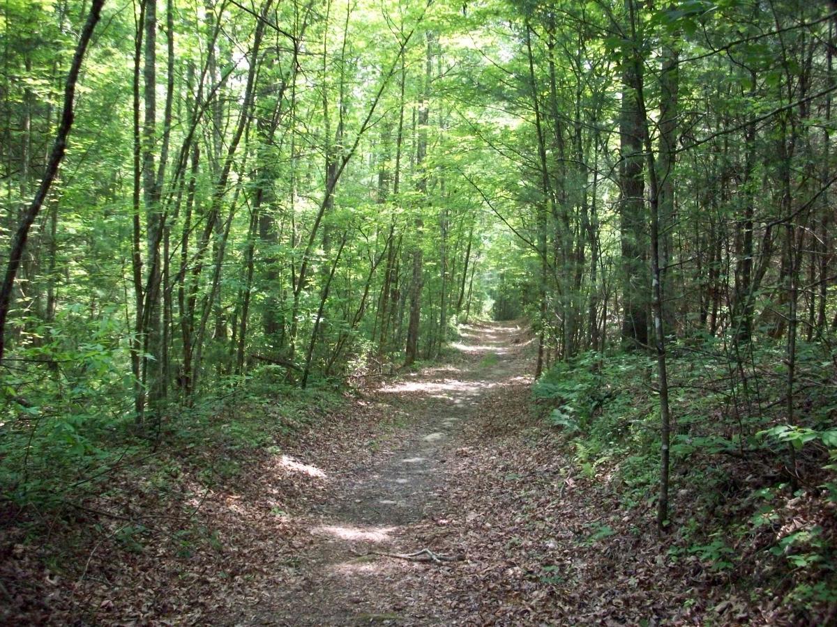 A serene forest path winding through lush green trees, with sunlight filtering through the leaves, and a carpet of fallen leaves lining the sides of the trail. Big South Fork mountain bike trail.