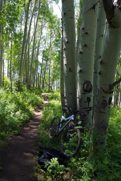 Yeti ASR 5 Carbon: A mountain bike resting against a tree along a dirt path surrounded by tall, slender aspen trees and vibrant green foliage under a clear blue sky.