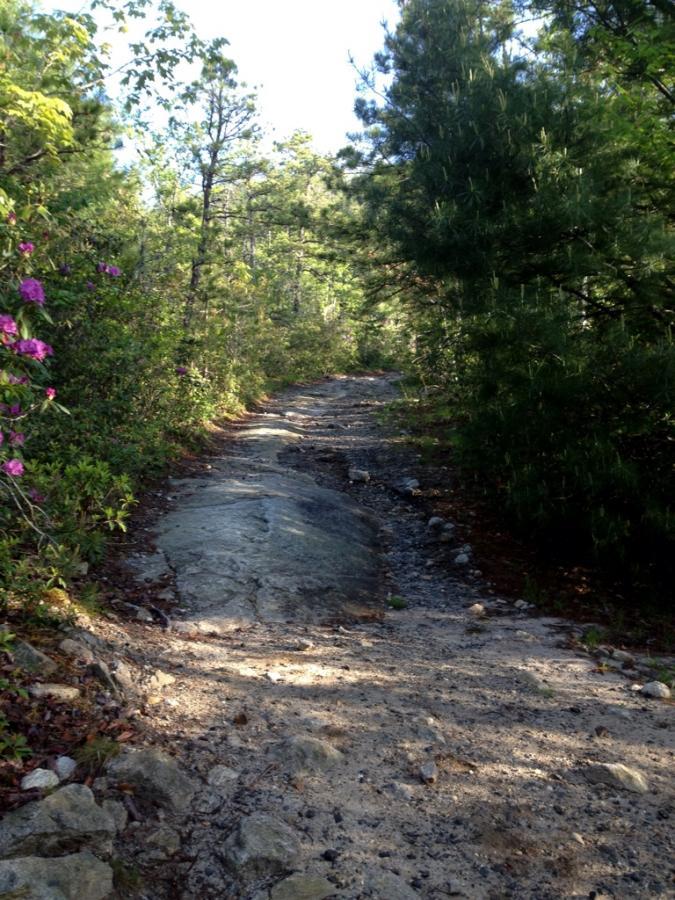 A rocky trail winding through a forest, flanked by green trees and blooming purple flowers. Sunlight filters through the foliage, creating dappled shadows on the uneven path. Panthertown Valley mountain bike trail.