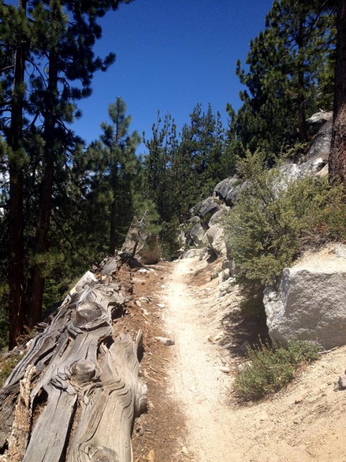 A narrow dirt trail winds through a forested area, surrounded by tall pine trees and scattered rocks. Sunlight filters through the foliage, creating a bright blue sky overhead. Fallen logs and shrubs line the edge of the path, adding to the natural scenery. Flume Trail mountain bike trail.
