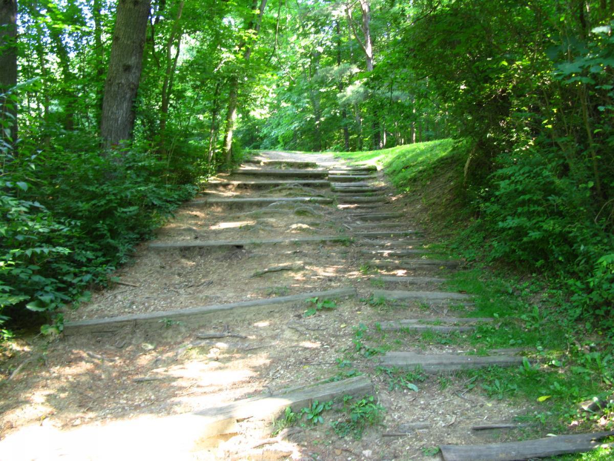 A winding dirt pathway with wooden steps leading uphill, surrounded by lush green trees and foliage. The path is illuminated by natural light, creating a serene forest atmosphere. Sells Park mountain bike trail.