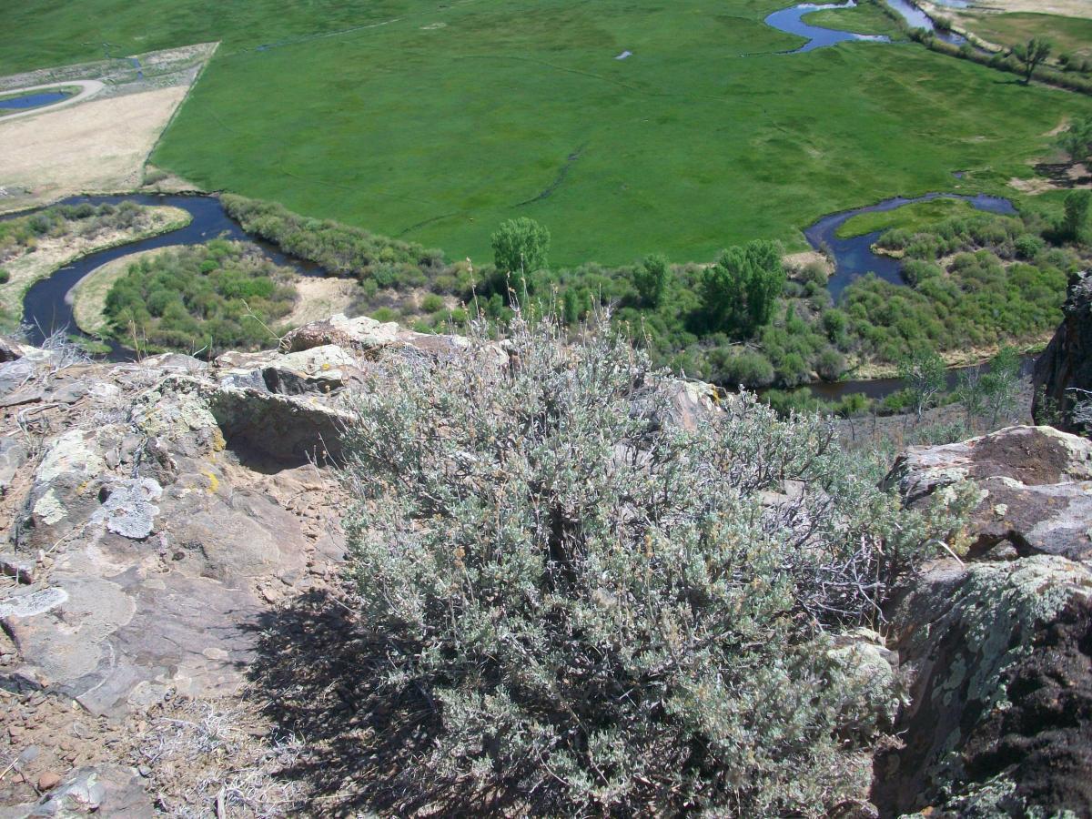 A panoramic view from a rocky ledge, showing a winding river surrounded by lush green fields and trees. In the foreground, there is a shrub growing among rocky terrain, while the river meanders through the landscape below, creating a contrast between the rocky surface and the vibrant greenery. Hartman Rocks mountain bike trail.