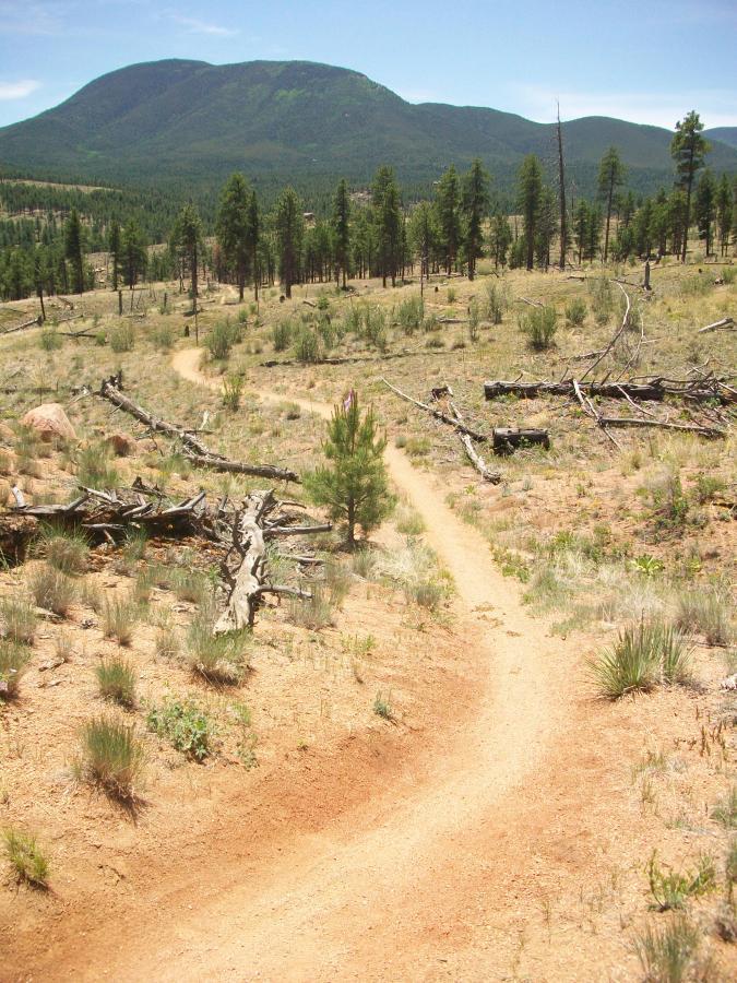A winding dirt trail meanders through a sparse, sunlit landscape dotted with pine trees and fallen logs, with a backdrop of a distant green mountain under a clear blue sky. Buffalo Creek mountain bike trail.