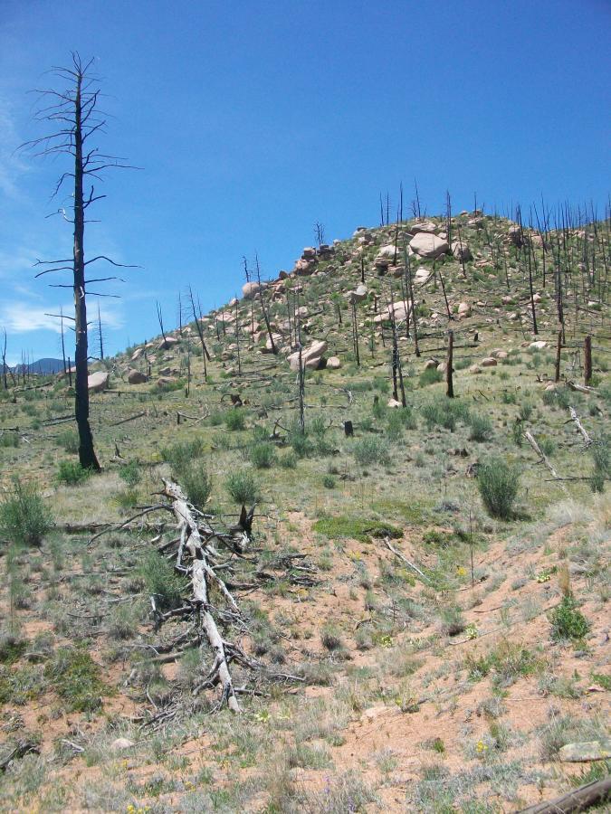 A landscape showing a hillside with sparse vegetation, scattered rocks, and several dead trees, some still standing and others lying on the ground. The sky is clear and blue, highlighting the dry, rugged terrain. Buffalo Creek mountain bike trail.