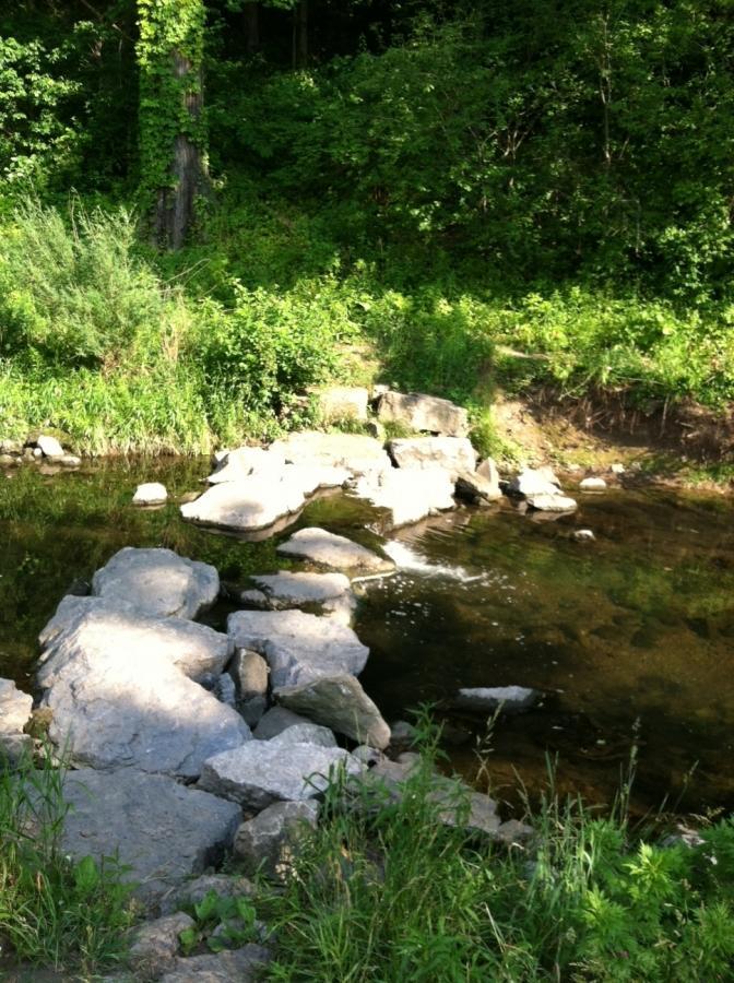 A serene view of a shallow creek bordered by lush greenery, featuring a small rocky area with stones partially submerged in the water. The surrounding vegetation includes tall grass and bushes, creating a tranquil natural setting. Frick Park mountain bike trail.
