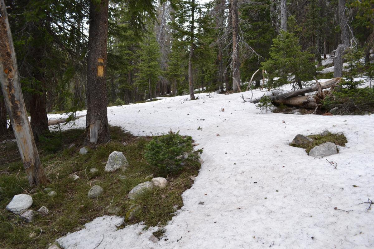 A snowy forest path surrounded by evergreen trees, with patches of snow on the ground and some scattered rocks. French Creek Canyon mountain bike trail.