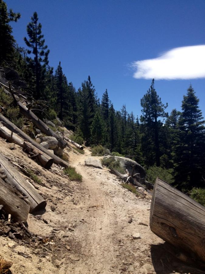A dirt hiking trail winding through a forest, surrounded by tall green pine trees and scattered logs on the ground. The sky is clear with a few clouds. Flume Trail mountain bike trail.