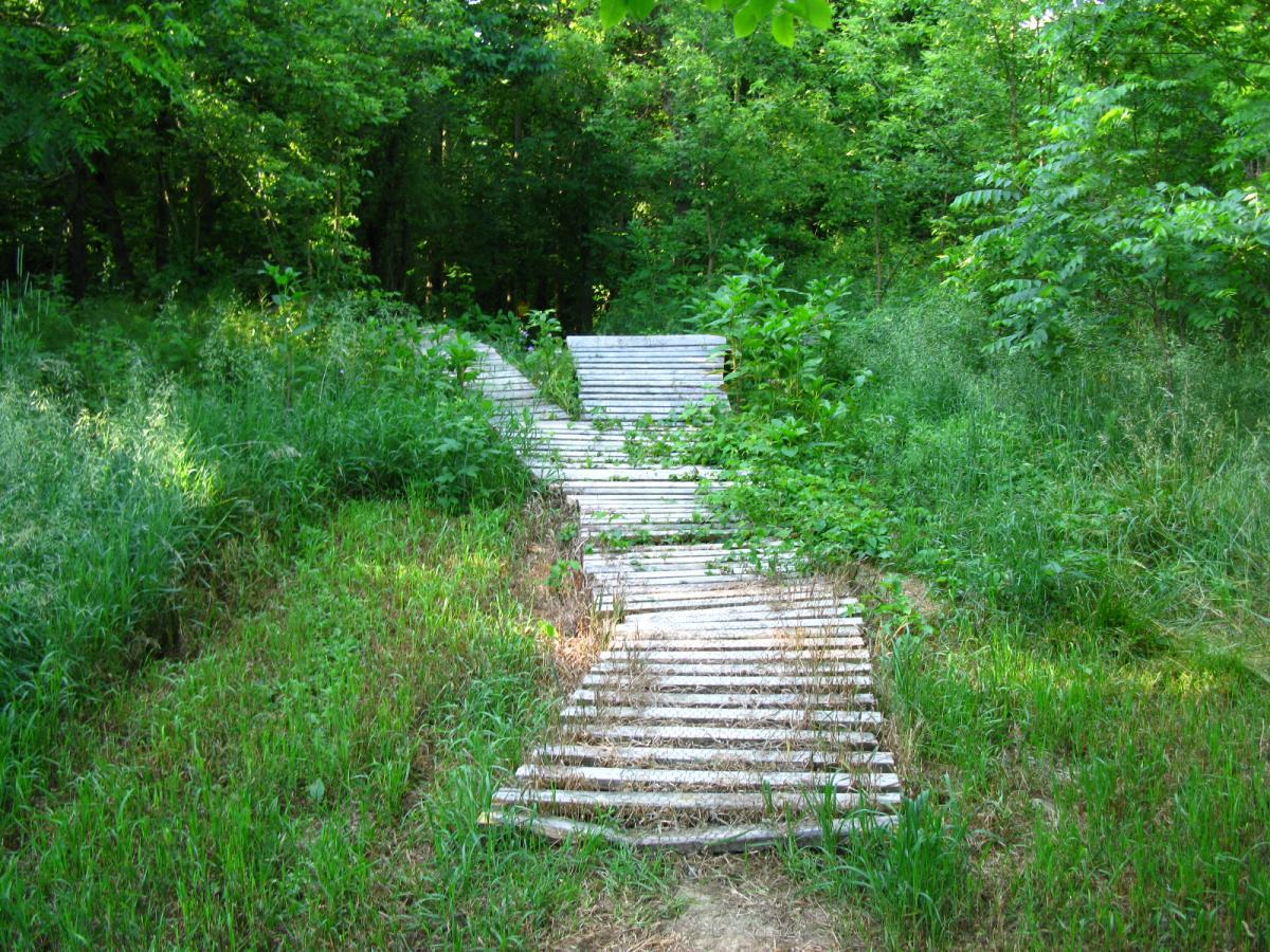 A narrow wooden pathway, partially overgrown with grass and plants, leads through a lush, green forest. The pathway is bordered by tall grasses and dense foliage on either side, creating a serene natural setting. Vultures Knob mountain bike trail.