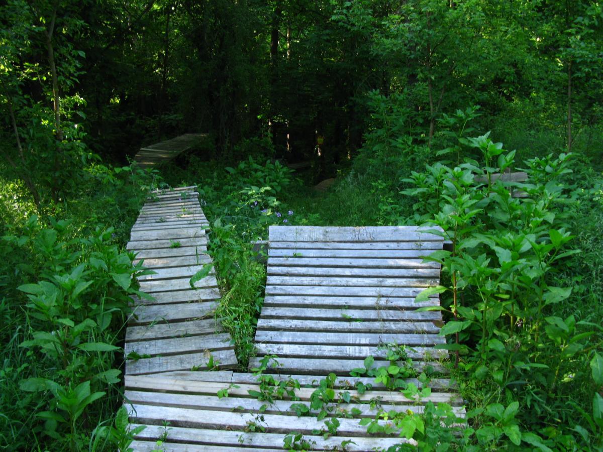 A narrow wooden pathway winding through a lush green forest, surrounded by tall grass and foliage. The pathway appears slightly worn and is partially overgrown, leading deeper into the verdant surroundings. Vultures Knob mountain bike trail.