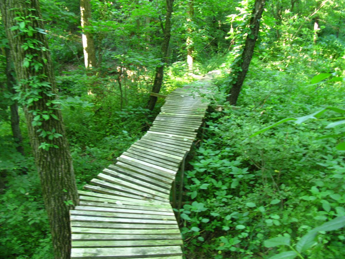 A wooden boardwalk winding through a lush green forest, surrounded by dense foliage and trees, with dappled sunlight filtering through the leaves. Vultures Knob mountain bike trail.