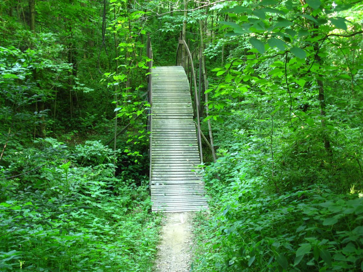 A wooden bridge leads through a lush green forest, surrounded by dense foliage and tall trees. The pathway to the bridge is framed by vibrant greenery, creating a serene and inviting natural setting. Vultures Knob mountain bike trail.