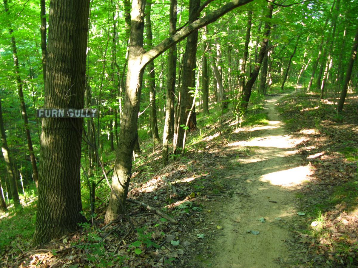 A dirt path winding through a lush green forest, with a wooden sign reading "FURN GULLY" attached to a tree on the left. Sunlight filters through the leaves, illuminating the trail and surrounding foliage. Vultures Knob mountain bike trail.